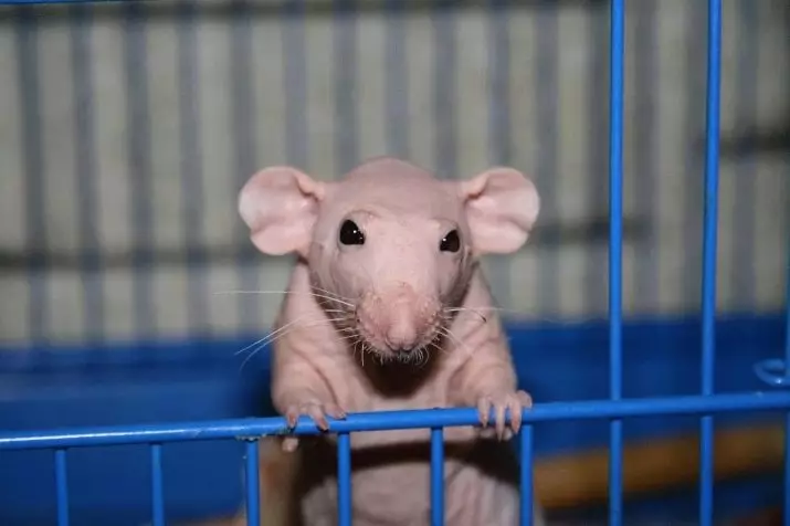 Ќелави стаорци (28 фотографии): Колку сфинкс живеат? Како да се грижи за домашен декоративен стаорец? 25119_6