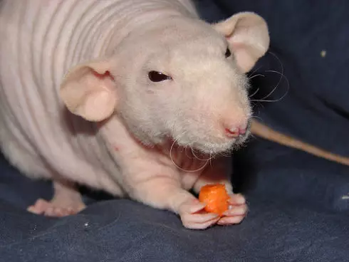 Ќелави стаорци (28 фотографии): Колку сфинкс живеат? Како да се грижи за домашен декоративен стаорец? 25119_7