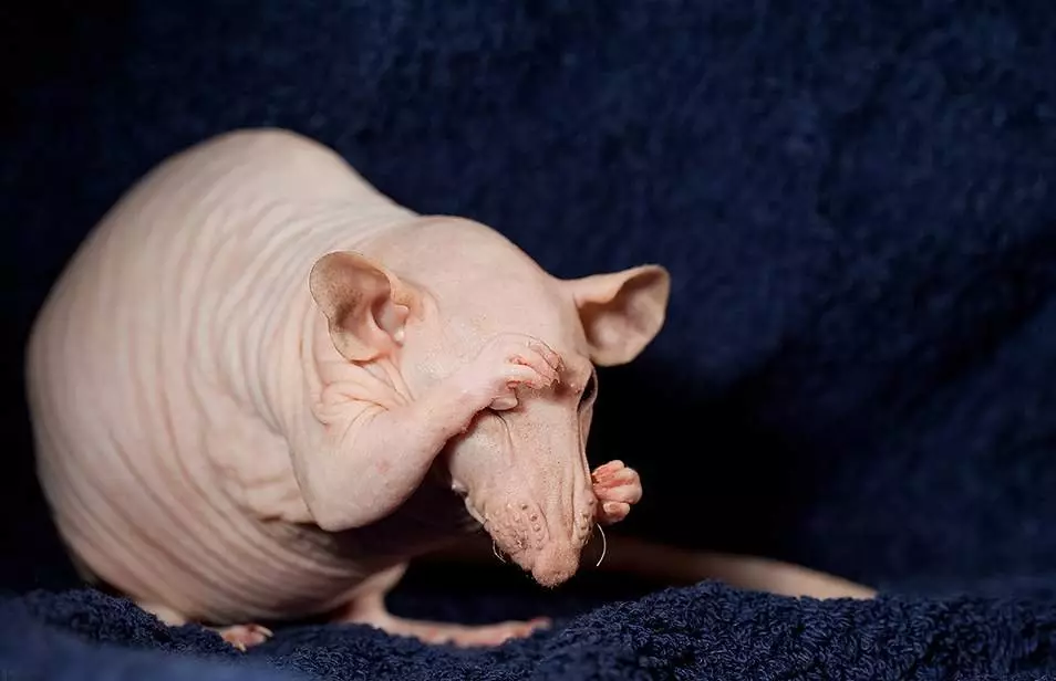 Ќелави стаорци (28 фотографии): Колку сфинкс живеат? Како да се грижи за домашен декоративен стаорец? 25119_8