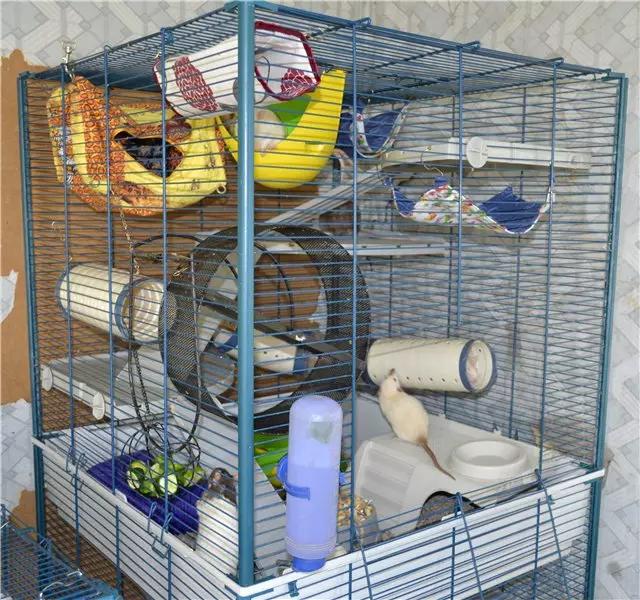 大鼠的籠子（35張）：應該是多少尺寸？什麼裝備大細胞？如何選擇兩個家庭大鼠的住宅？ 25120_12