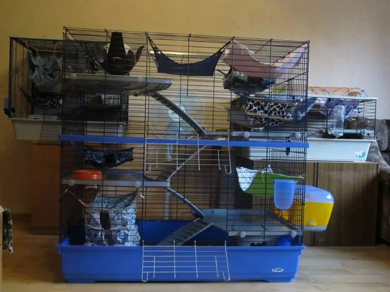 Burar för råttor (35 bilder): vilken storlek ska vara? Vad ska man utrusta stora celler? Hur man väljer en bostad för två hemråttor? 25120_14