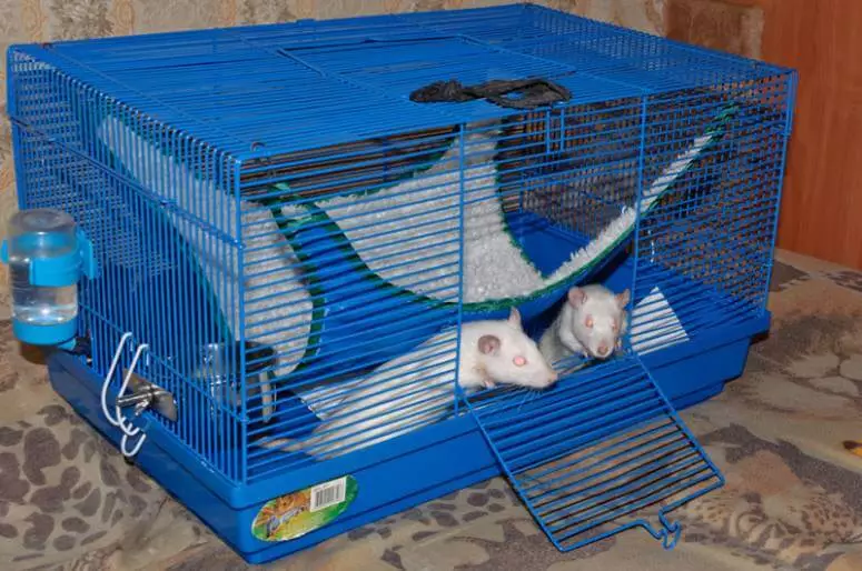 Burar för råttor (35 bilder): vilken storlek ska vara? Vad ska man utrusta stora celler? Hur man väljer en bostad för två hemråttor? 25120_17