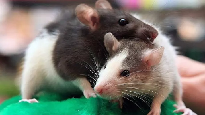Burar för råttor (35 bilder): vilken storlek ska vara? Vad ska man utrusta stora celler? Hur man väljer en bostad för två hemråttor? 25120_2
