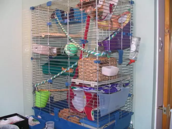 قفس برای موش ها (35 عکس): چه اندازه باید باشد؟ چه چیزی برای تجهیز سلول های بزرگ؟ چگونه یک خانه را برای دو موش خانگی انتخاب کنید؟ 25120_26