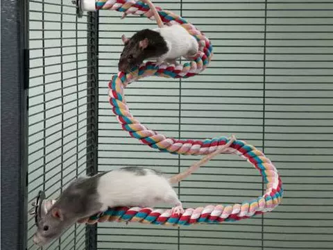 Burar för råttor (35 bilder): vilken storlek ska vara? Vad ska man utrusta stora celler? Hur man väljer en bostad för två hemråttor? 25120_28