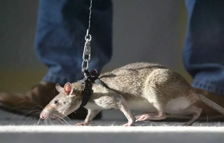 Kletke za podgane (35 fotografij): Kakšna je velikost? Kaj opremiti velike celice? Kako izbrati stanovanje za dve domači podganah? 25120_30