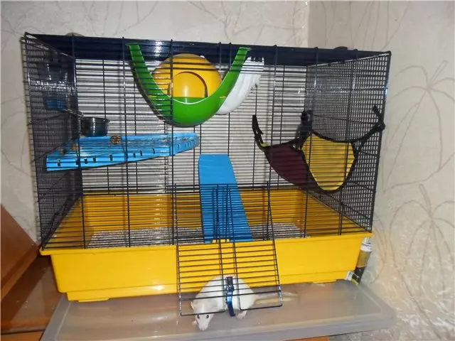 大鼠的籠子（35張）：應該是多少尺寸？什麼裝備大細胞？如何選擇兩個家庭大鼠的住宅？ 25120_7