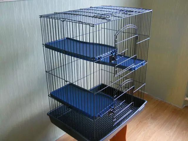 قفس برای موش ها (35 عکس): چه اندازه باید باشد؟ چه چیزی برای تجهیز سلول های بزرگ؟ چگونه یک خانه را برای دو موش خانگی انتخاب کنید؟ 25120_8