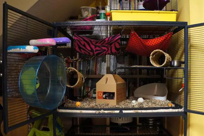 Burar för råttor (35 bilder): vilken storlek ska vara? Vad ska man utrusta stora celler? Hur man väljer en bostad för två hemråttor? 25120_9