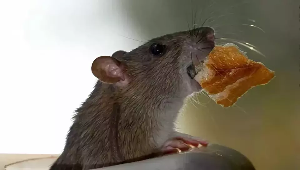 Мыши обгрызли. Мышка в хлебе. Сухарики с мышкой. Мышь грызет.