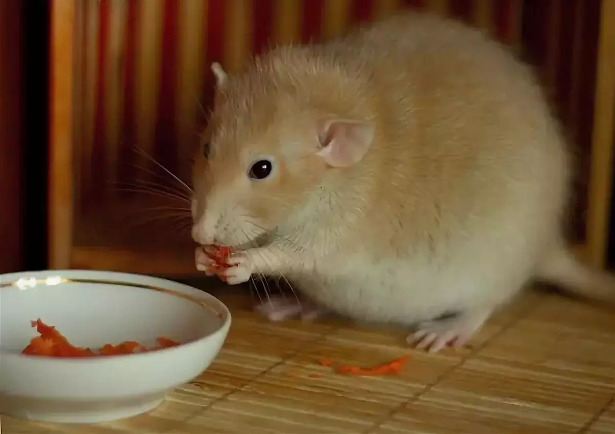 Можно ли крысам мандарины. Крыса ест орех. Крыса в капусте. Мно жнли крысам капусту. Можно крысам капусту.