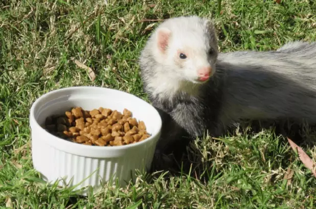 What do ferrets eat? 28 photo What to feed them at home? What feed is better eaten? Is it possible to give milk? 25124_10