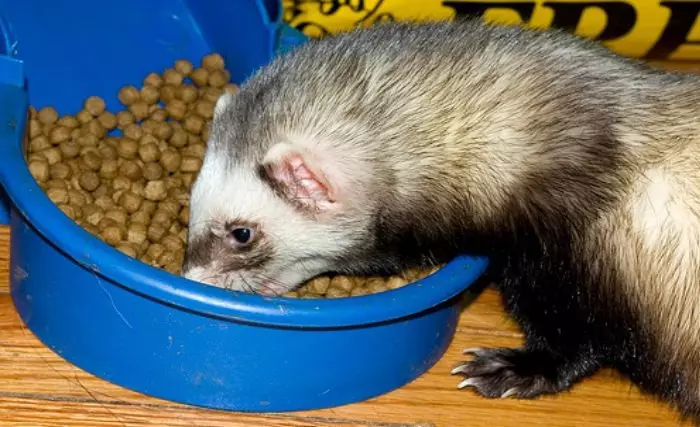 តើ Ferrets បរិភោគអ្វីខ្លះ? 28 រូបថតតើមានអ្វីដែលត្រូវចិញ្ចឹមពួកគេនៅផ្ទះ? តើចំណីដែលញ៉ាំបានល្អជាងអ្វី? តើអាចផ្តល់ទឹកដោះគោបានទេ? 25124_11