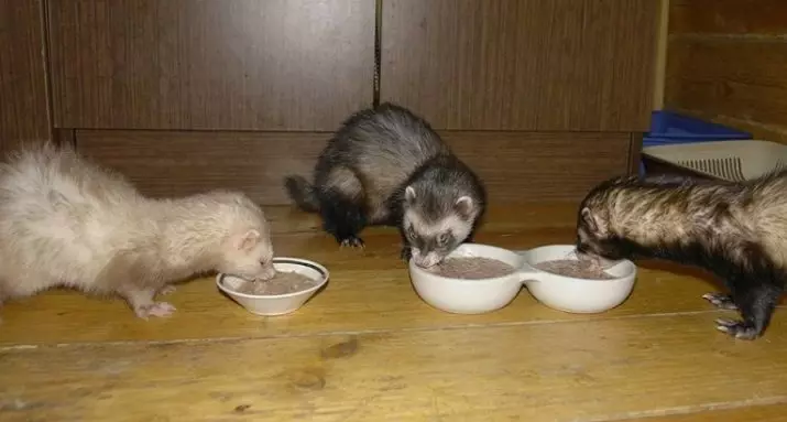What do ferrets eat? 28 photo What to feed them at home? What feed is better eaten? Is it possible to give milk? 25124_13