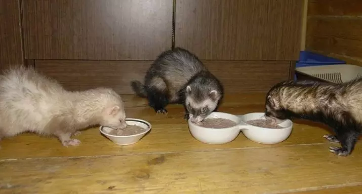 Ano ang kumain ng mga ferrets? 28 larawan kung ano ang pakainin sila sa bahay? Anong feed ang mas mahusay na kinakain? Posible bang magbigay ng gatas? 25124_13