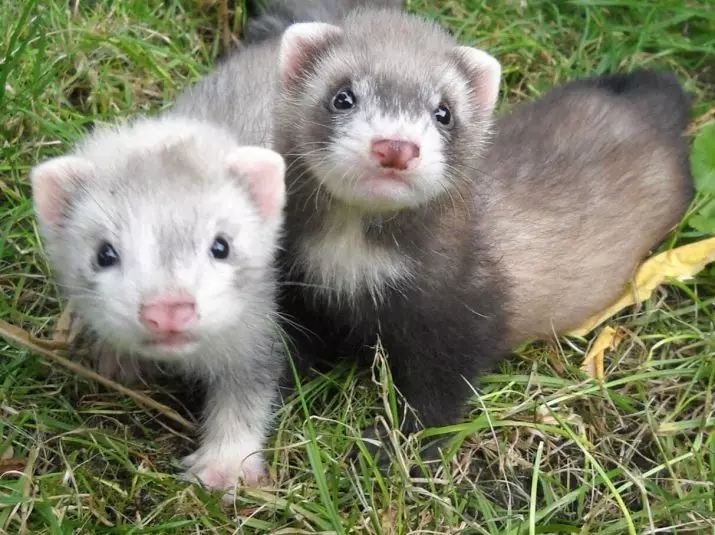 Kini awọn ferrets jẹ? Fọto kini lati ifunni wọn ni ile? Kini ifunni ti o jẹun dara julọ? Ṣe o ṣee ṣe lati fun wara? 25124_2