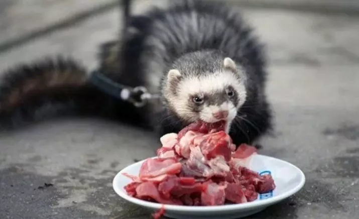 What do ferrets eat? 28 photo What to feed them at home? What feed is better eaten? Is it possible to give milk? 25124_3