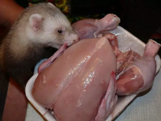 What do ferrets eat? 28 photo What to feed them at home? What feed is better eaten? Is it possible to give milk? 25124_4