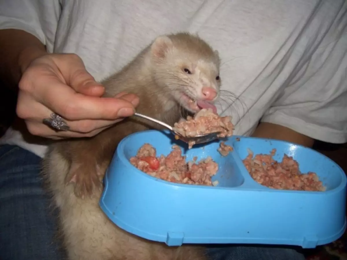 What do ferrets eat? 28 photo What to feed them at home? What feed is better eaten? Is it possible to give milk? 25124_6