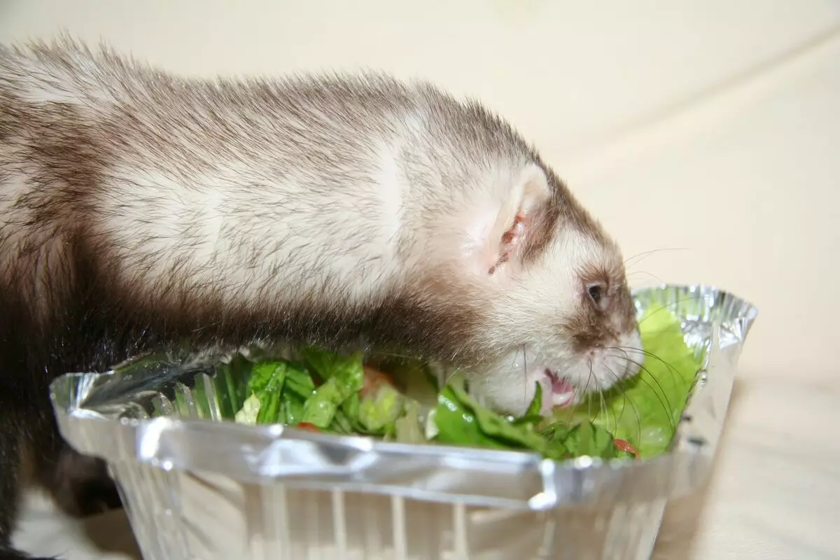 What do ferrets eat? 28 photo What to feed them at home? What feed is better eaten? Is it possible to give milk? 25124_8