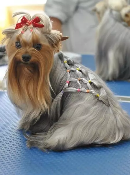 Haircuts Yorkshire Terrier (53 bilder): Hur man skär hundar och tjejer hemma? Typer av frisyrer 25127_10