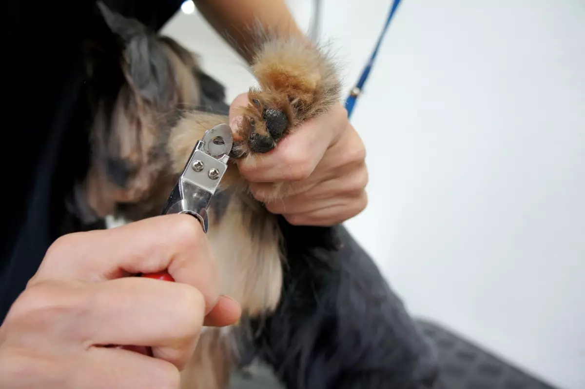 I-Haircuts Yorkshire Terrier (izithombe ezingama-53): Ungasika kanjani izinja namantombazane ekhaya? Izinhlobo zezinwele zezinwele 25127_11