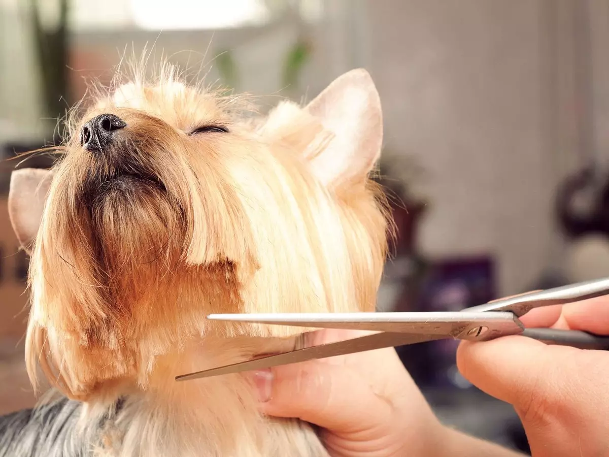 Haircuts Yorkshire Terrier (53 fotos): Com tallar gossos i nenes a casa? Tipus de pentinats 25127_12
