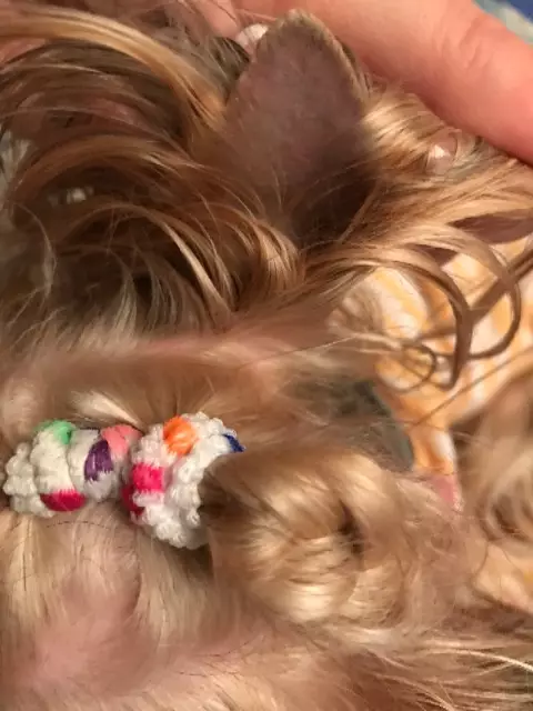 Tagli di capelli Yorkshire Terrier (53 foto): come tagliare i cani e le ragazze a casa? Tipi di acconciature 25127_16