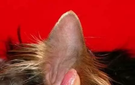 Haircuts Yorkshire Terrier (53 bilder): Hur man skär hundar och tjejer hemma? Typer av frisyrer 25127_18