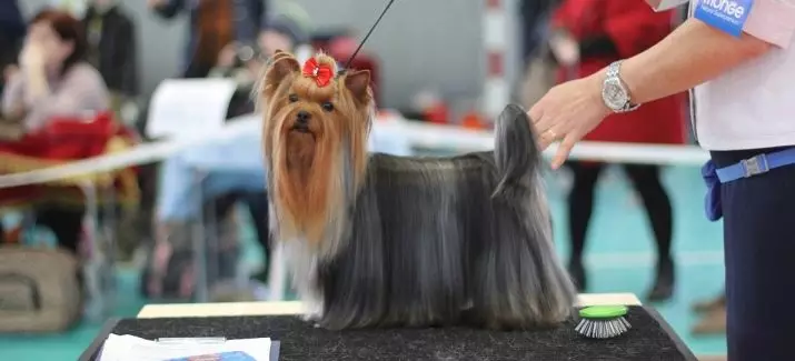 I-Haircuts Yorkshire Terrier (izithombe ezingama-53): Ungasika kanjani izinja namantombazane ekhaya? Izinhlobo zezinwele zezinwele 25127_21