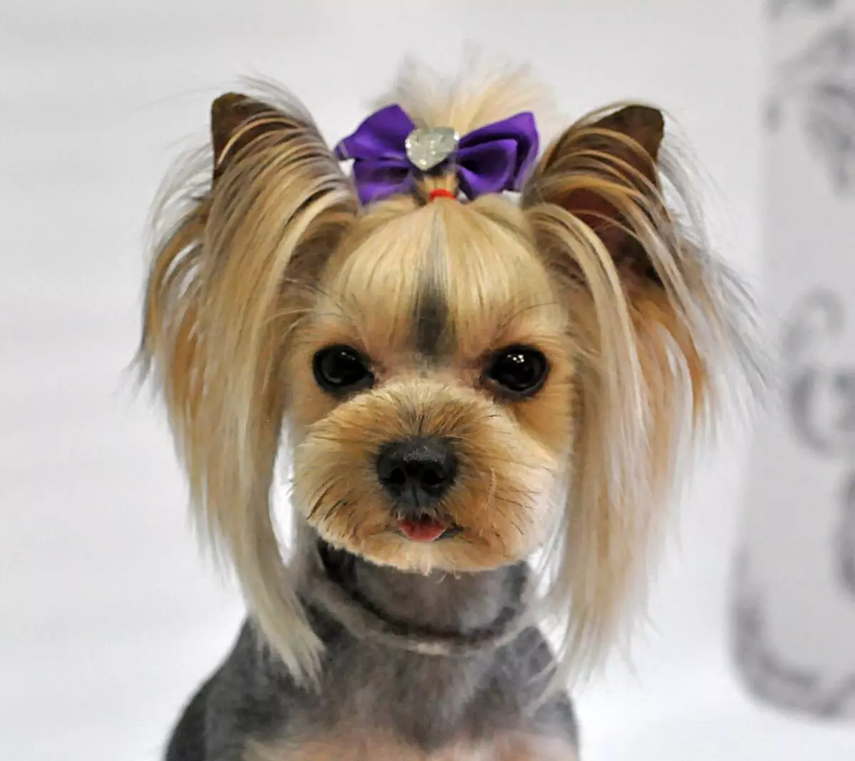 Haircuts Yorkshire Terrier (53 wêne): Meriv çawa kûçikan û keçan li malê qut dike? Celebên porên 25127_23