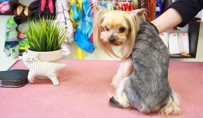 Haircuts Yorkshire Terrier (53 foto): Si për të prerë qentë dhe vajzat në shtëpi? Llojet e hairstyles 25127_26