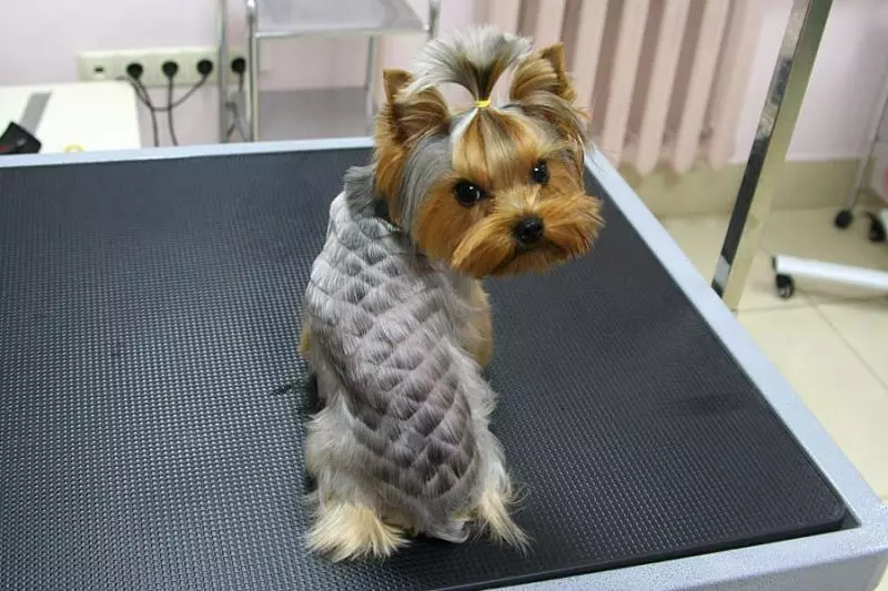 Haircuts Yorkshire Terrier (53 valokuvaa): Kuinka leikata koiria ja tyttöjä kotona? Tyypit kampaukset 25127_28
