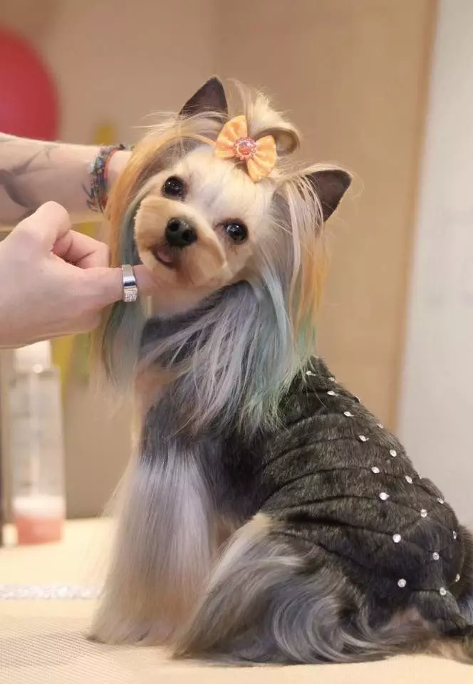 Tagli di capelli Yorkshire Terrier (53 foto): come tagliare i cani e le ragazze a casa? Tipi di acconciature 25127_29