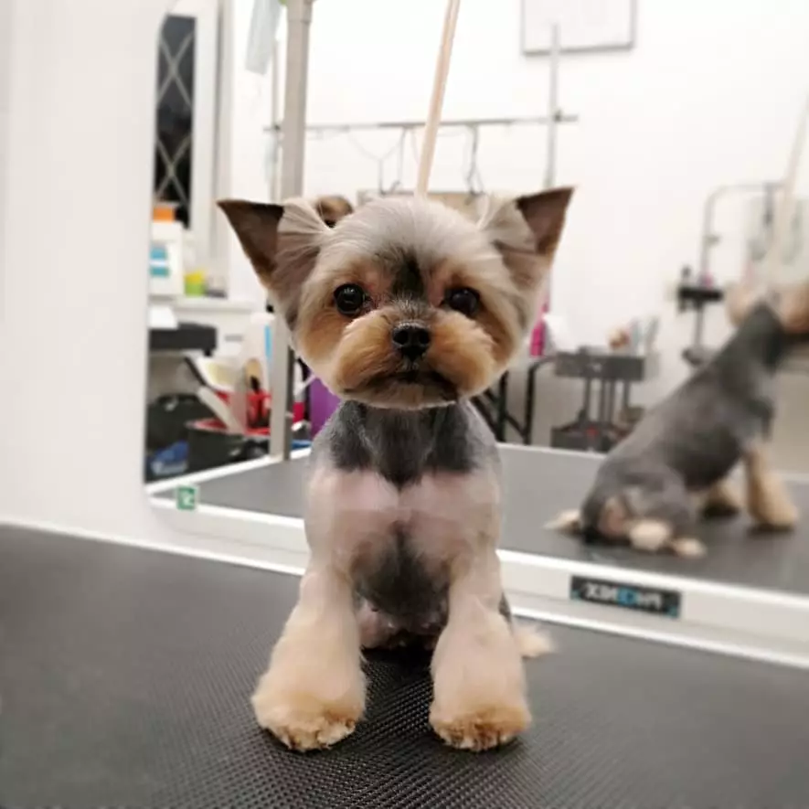 Haircuts Yorkshire Terrier (53 mga larawan): Paano i-cut aso at babae sa bahay? Mga uri ng hairstyles 25127_3