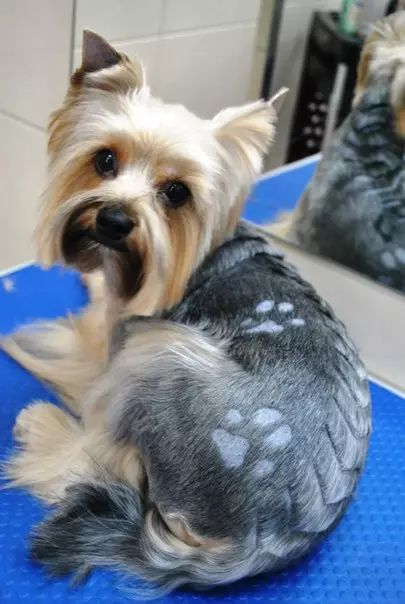 Haircuts Yorkshire Terrier (53 wêne): Meriv çawa kûçikan û keçan li malê qut dike? Celebên porên 25127_31