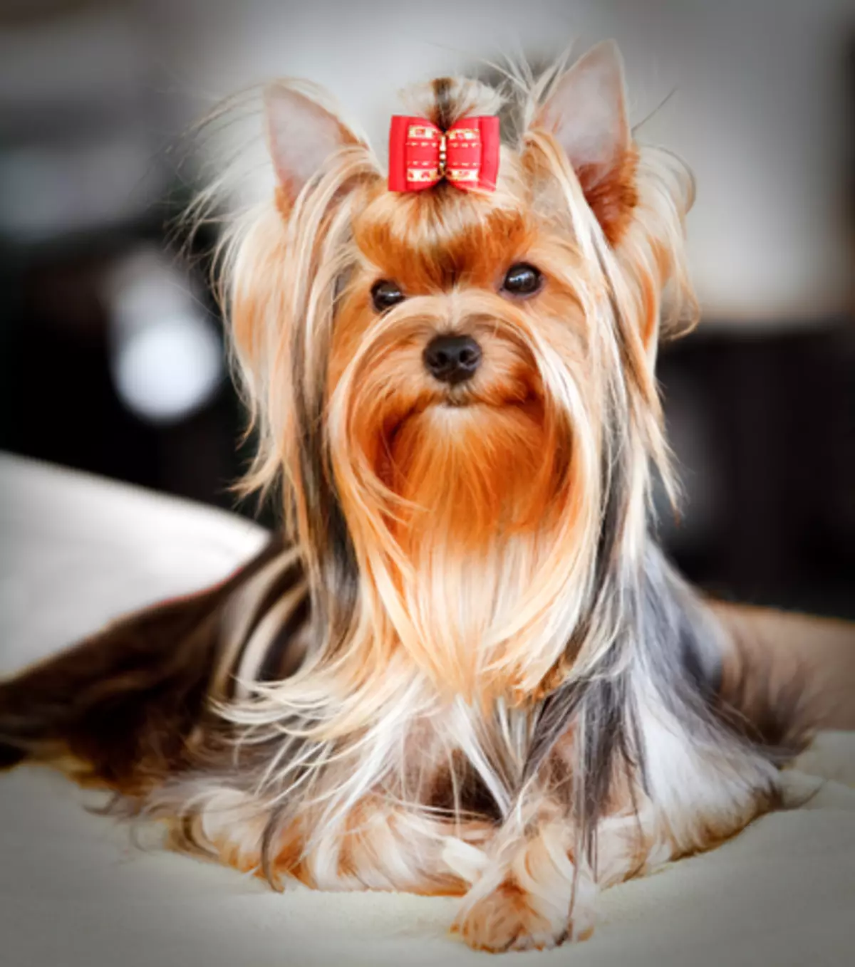 Tagli di capelli Yorkshire Terrier (53 foto): come tagliare i cani e le ragazze a casa? Tipi di acconciature 25127_33