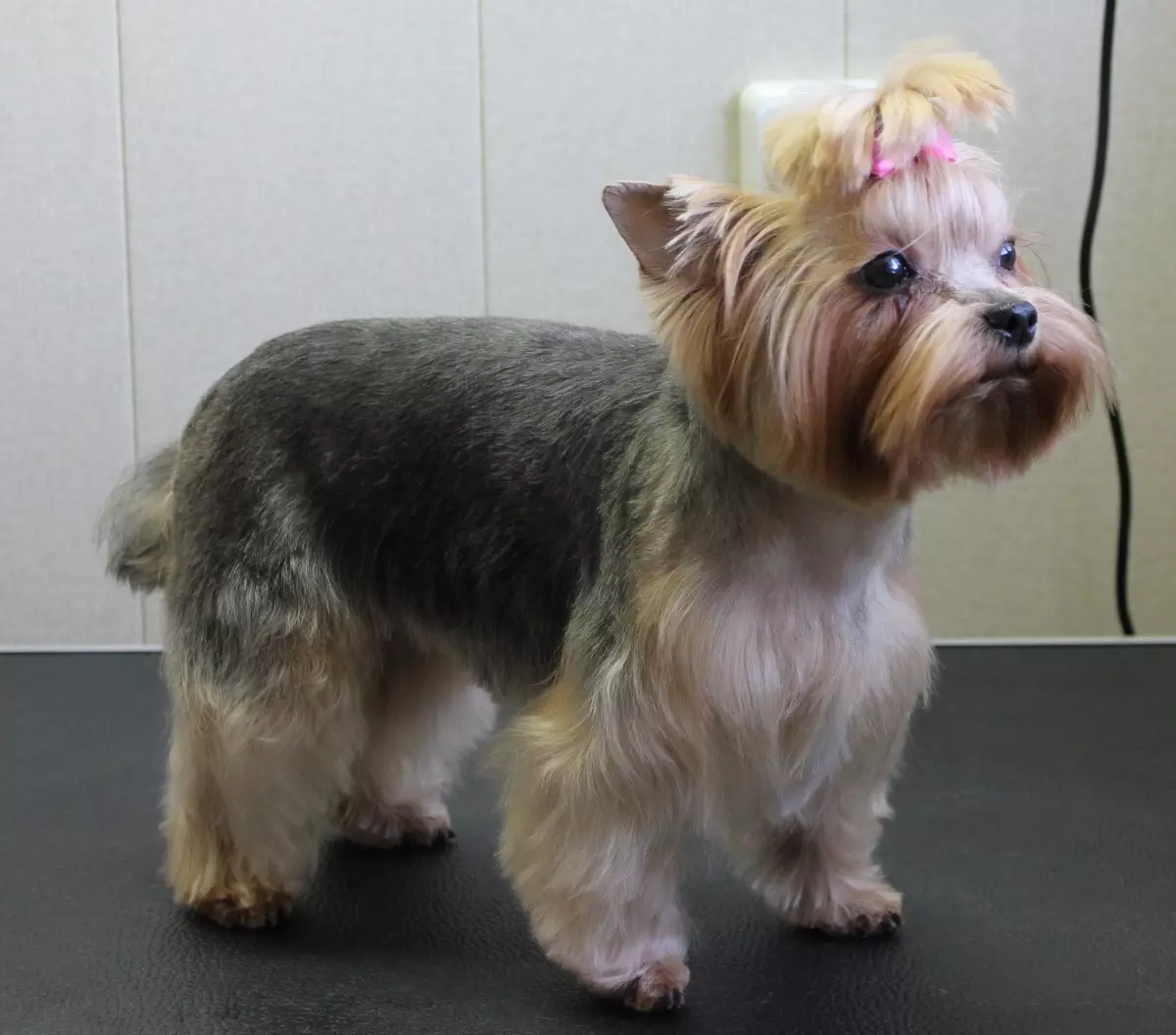 Tagli di capelli Yorkshire Terrier (53 foto): come tagliare i cani e le ragazze a casa? Tipi di acconciature 25127_36