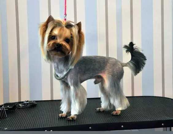 Haircuts Yorkshire Terrier (53 mga larawan): Paano i-cut aso at babae sa bahay? Mga uri ng hairstyles 25127_37