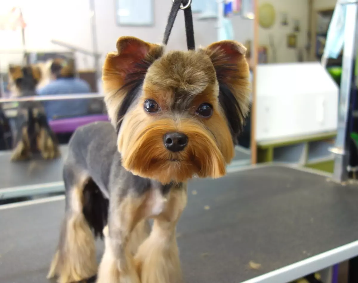 I-Haircuts Yorkshire Terrier (izithombe ezingama-53): Ungasika kanjani izinja namantombazane ekhaya? Izinhlobo zezinwele zezinwele 25127_38