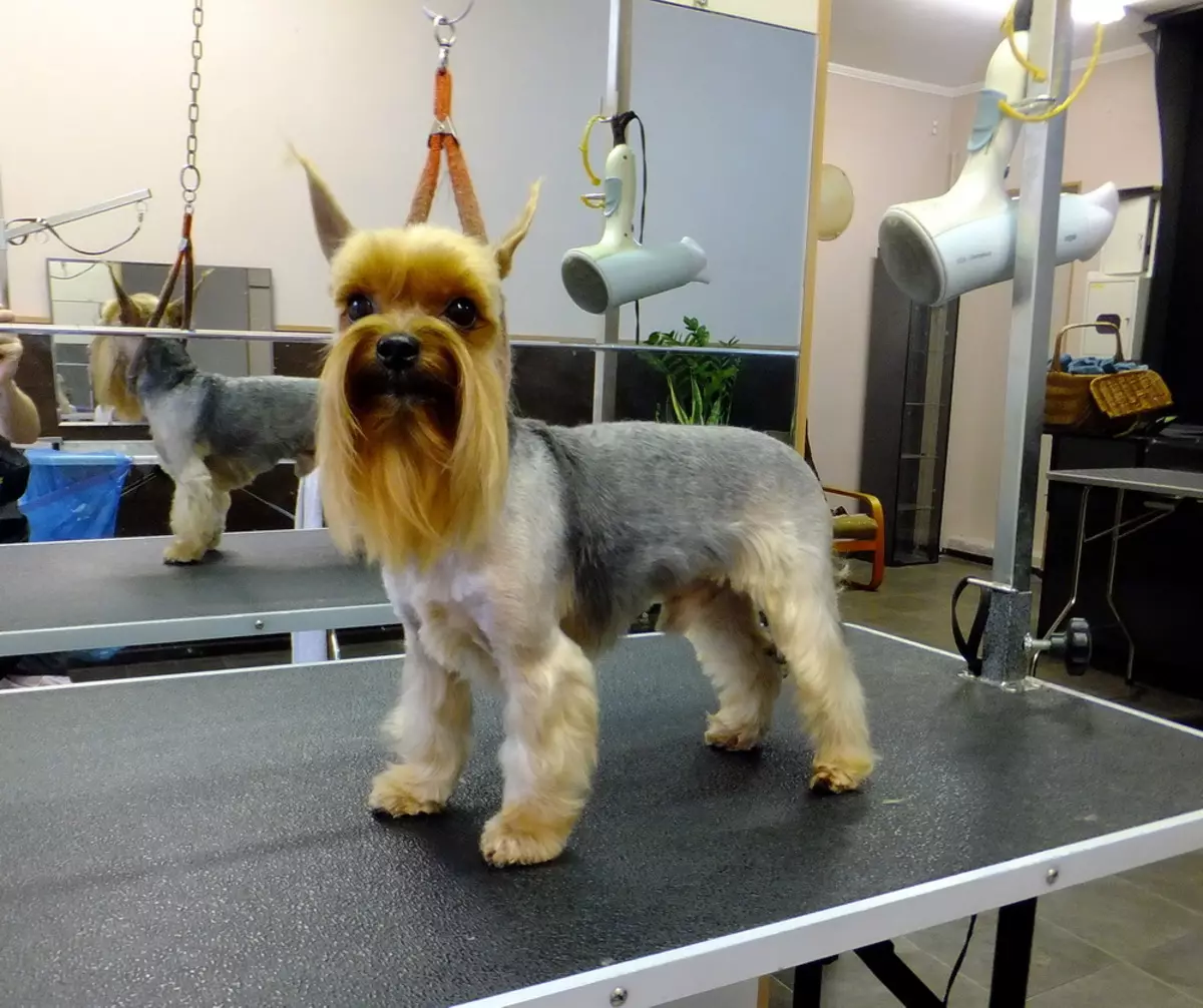 Haircuts Yorkshire Terrier (53 bilder): Hur man skär hundar och tjejer hemma? Typer av frisyrer 25127_40