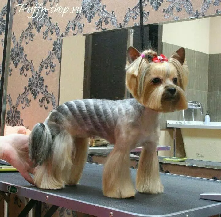 Haircuts Yorkshire Terrier (53 wêne): Meriv çawa kûçikan û keçan li malê qut dike? Celebên porên 25127_41