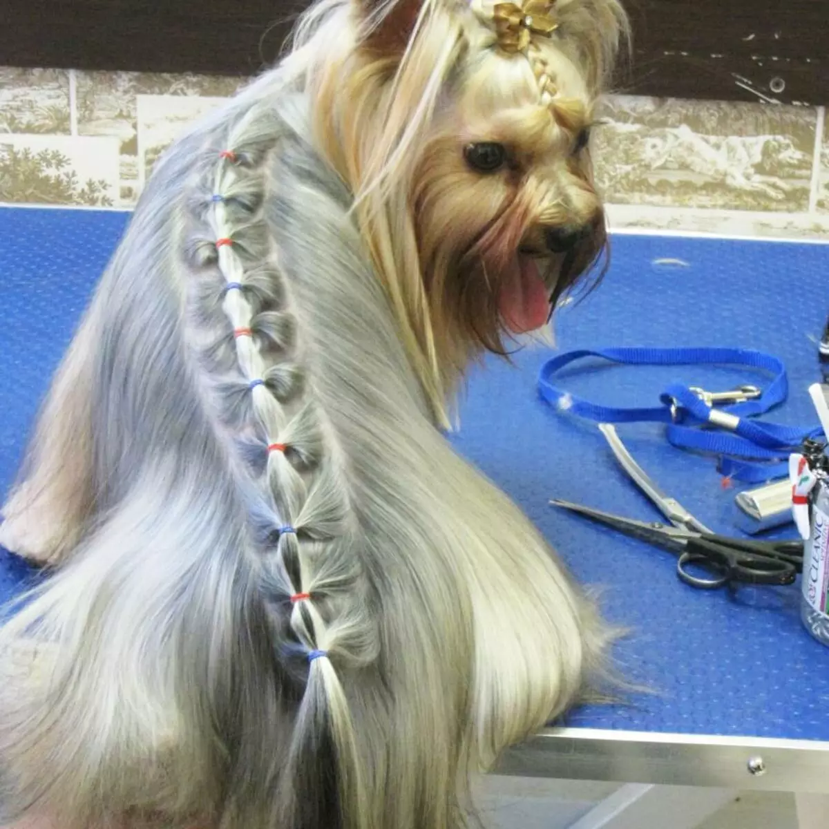 Haircuts Yorkshire terrier (lifoto tse 53): Tsela ea ho khaola lintja le banana lapeng? Mefuta ea Mohatisi 25127_42