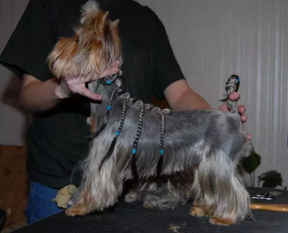 Haircuts Yorkshire Terrier (53 myndir): Hvernig á að skera hunda og stelpur heima? Tegundir hairstyles. 25127_43