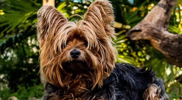 Haircuts Yorkshire Terrier (53 bilder): Hur man skär hundar och tjejer hemma? Typer av frisyrer 25127_5