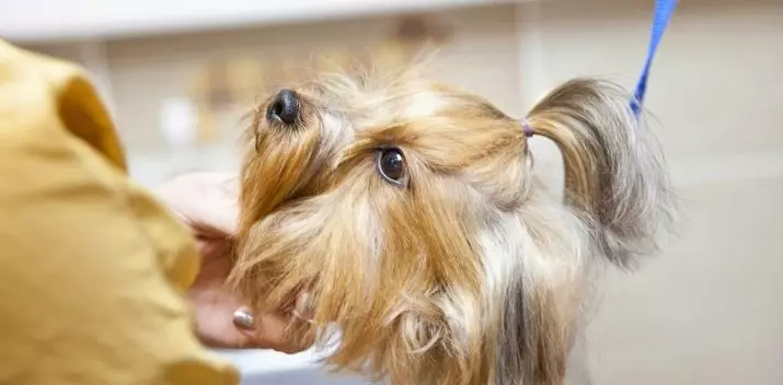 Šukuosena Jorkšyro terjeras (53 nuotraukos): Kaip sumažinti šunis ir mergaites namuose? Šukuosenos tipai 25127_50