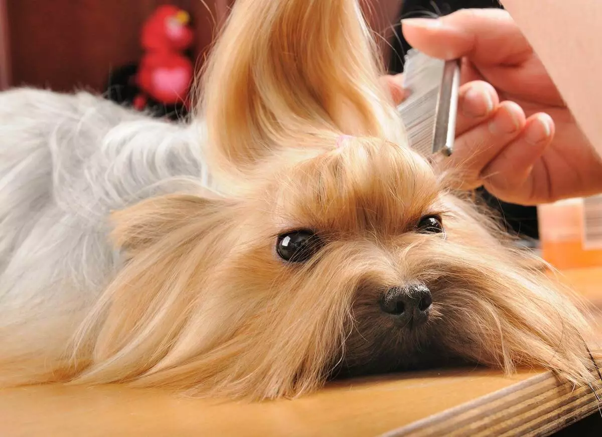 Haircuts Yorkshire Terrier (53 mga larawan): Paano i-cut aso at babae sa bahay? Mga uri ng hairstyles 25127_51