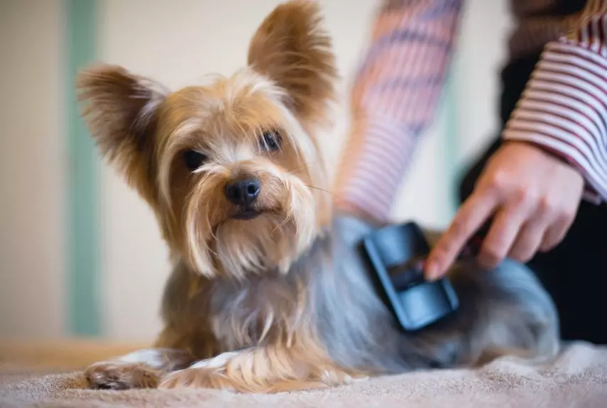 Haircuts Yorkshire Terrier (53 gambar): Bagaimana untuk memotong anjing dan kanak-kanak perempuan di rumah? Jenis gaya rambut 25127_52