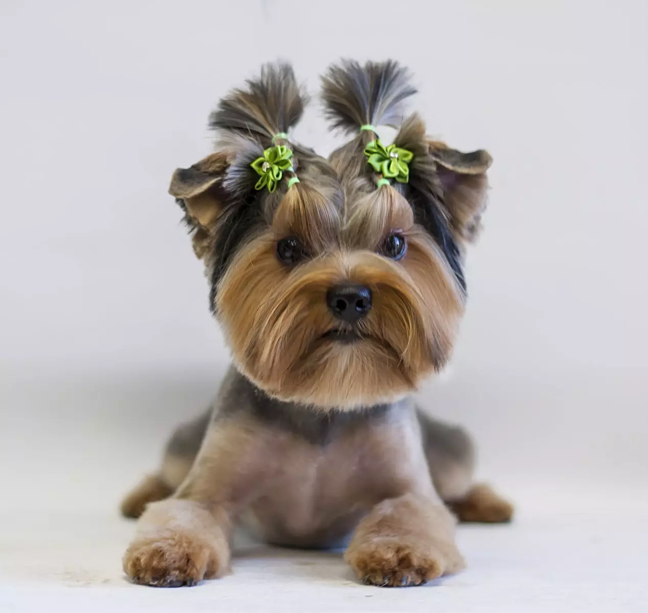 Tagli di capelli Yorkshire Terrier (53 foto): come tagliare i cani e le ragazze a casa? Tipi di acconciature 25127_9