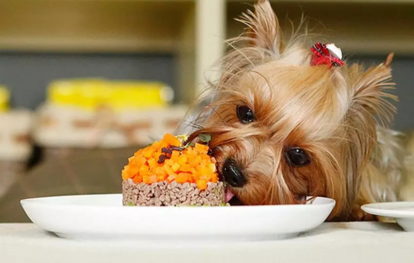 Yorkshire Terriers üçün Food: York bala quru və yaş feed norma. Premium Class İtlər üçün düyməyə Feed